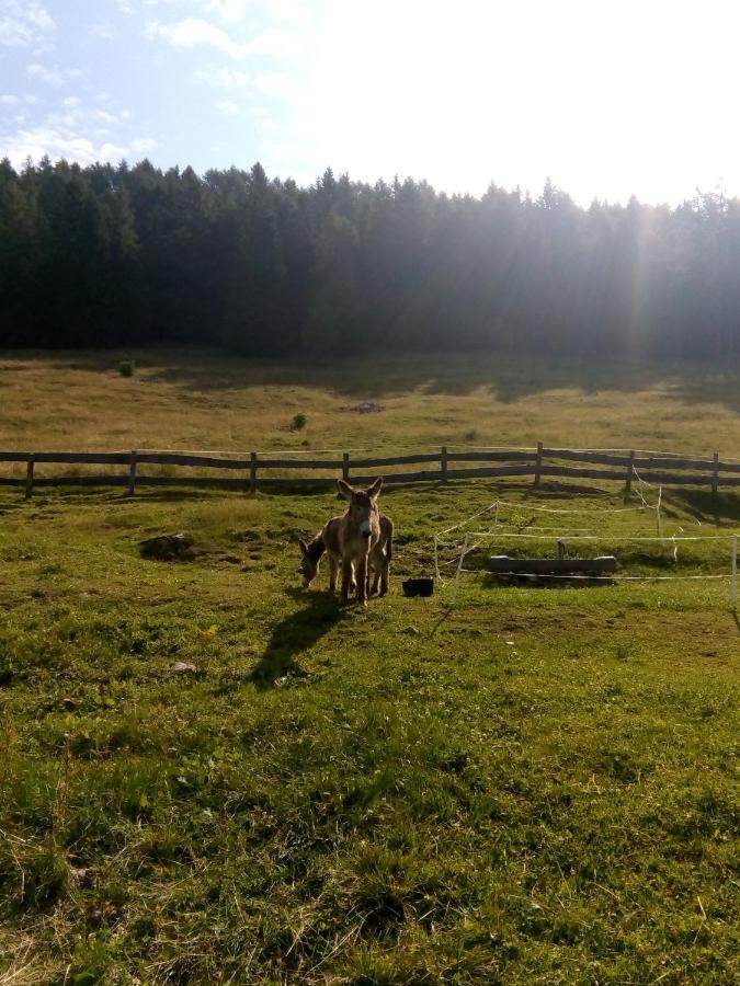 B&B Pra' Dei Cervi Telve Exteriér fotografie